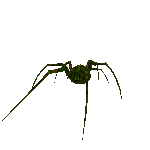 Spider In 3D